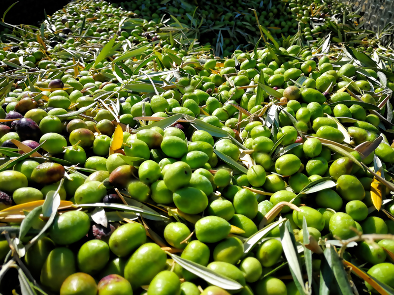 aceitunas-mod-02.jpg