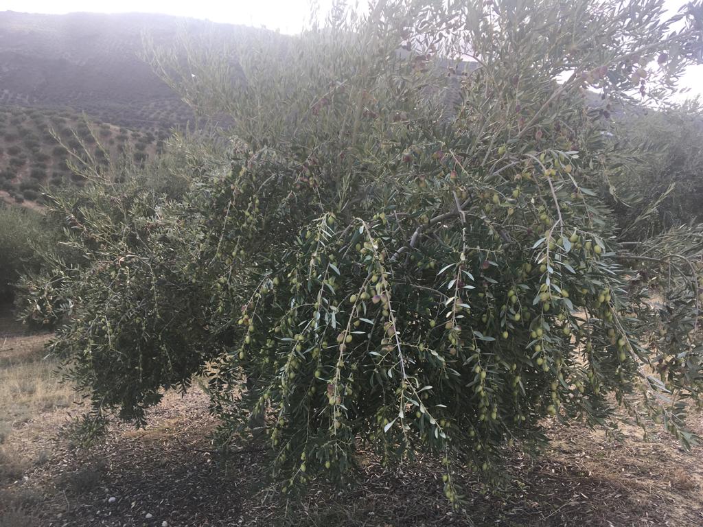 IMG-20191108-WA0003.jpg