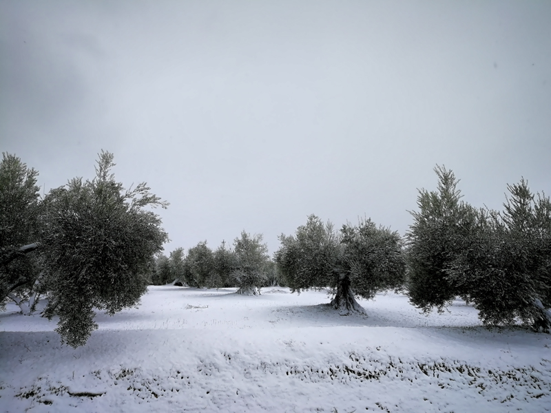 NIEVE-MOD-01.jpg