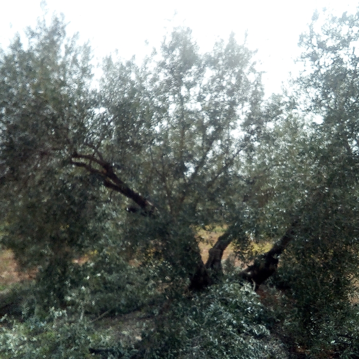 Resizer_15846421939350.jpg