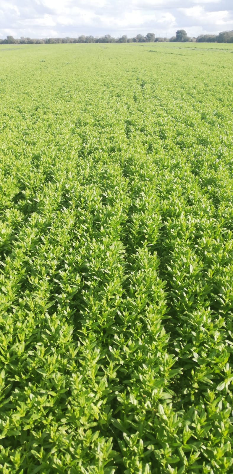 camelina19marzo.jpg