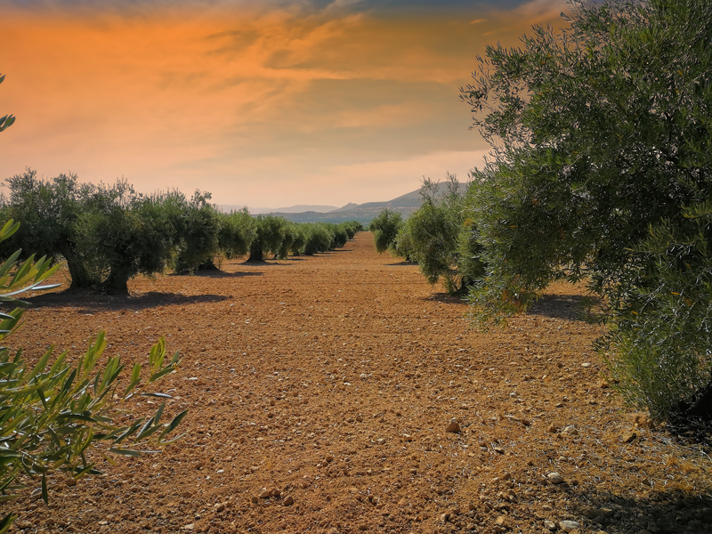 OLIVAR-01.jpg