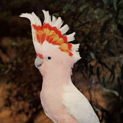 LORO4.jpg