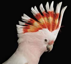LORO3.jpg