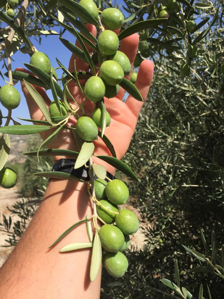 Manzanilla Montefrieña (creo)