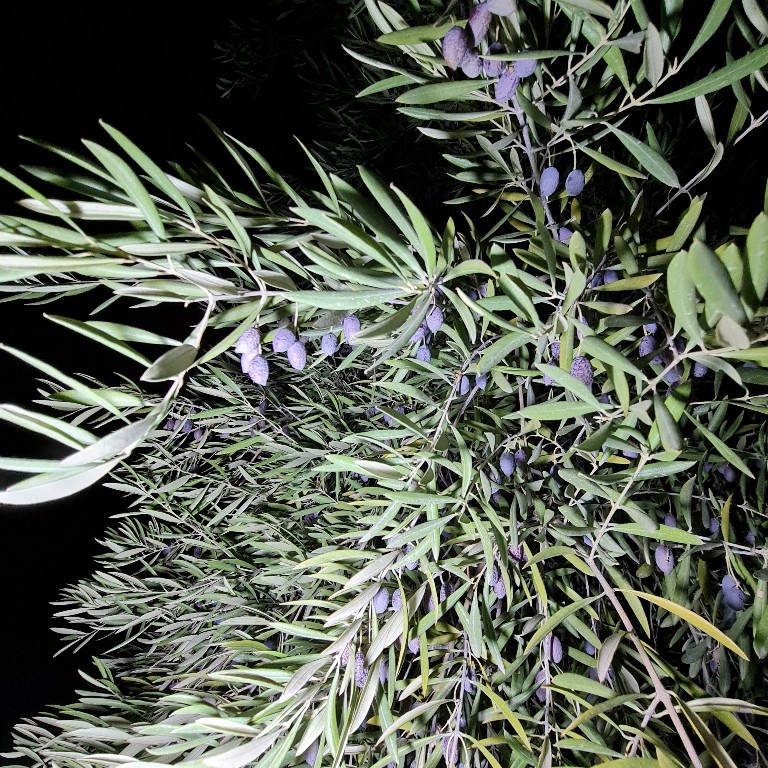20201103_192145_copy_768x768.jpg