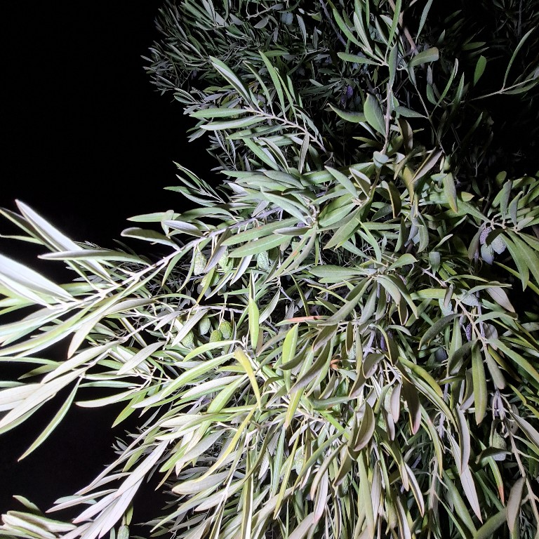 20201103_192048_copy_768x768.jpg