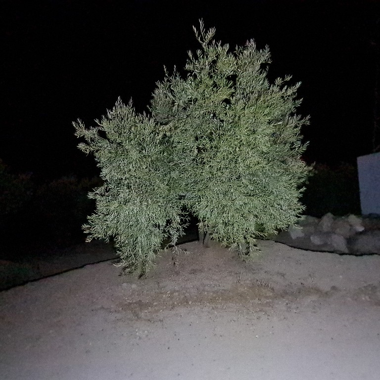 20201103_192025_copy_768x768.jpg