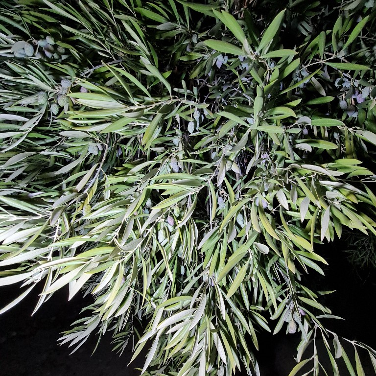 20201103_191919_copy_768x768.jpg