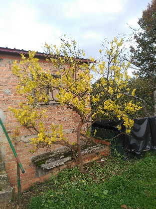 limonalreducido.png