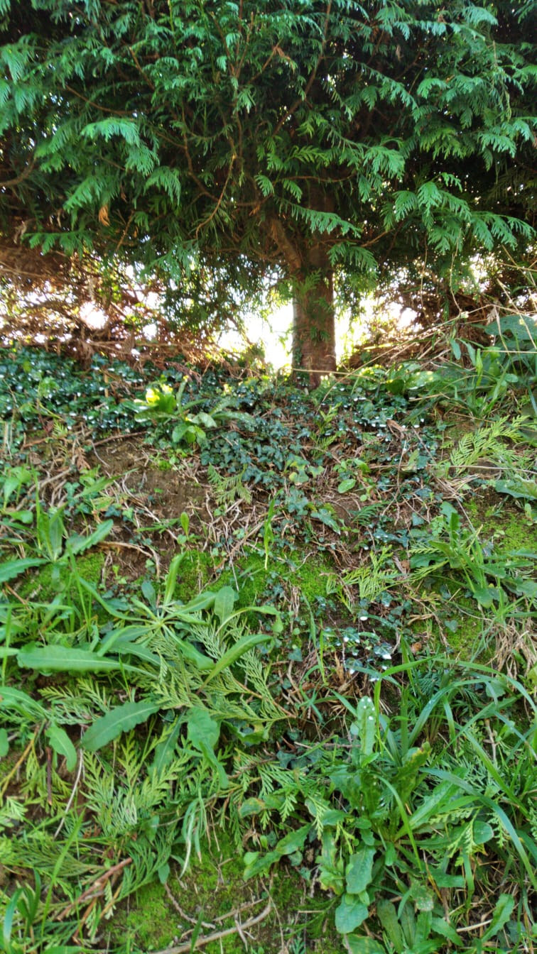 Esto es un muro  vertical de tierra a 3 metros de alto en algunos tramos tengo que subir a una escalera si no funciona el herbicida tendre que quitarlas a mano pero cada hoja que se ve ahi tiene una raiz abajo , arrancas y destrozas todo  el glifosato lo descarto , no mueren y les dejo camino libre al matar las otras hierbas y aun crecen mas .