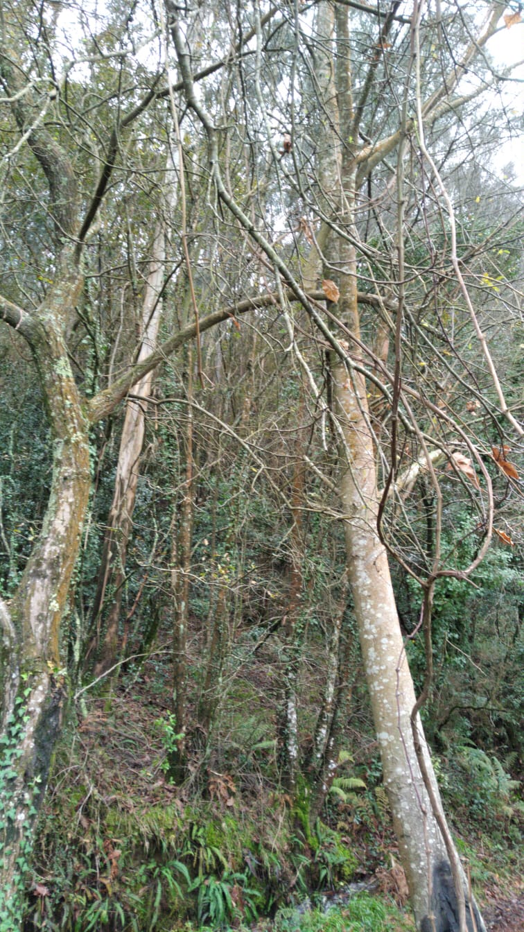 hoy estube solucionando un problema de poda en altura con el viento y terreno blando tengo un arbol que estaba apunto de caer llevandose a otro en el cual estaba enganchado como se ve en la foto , la solucion antes de soltarlos es quitarle peso del lado inclinado  el arbol esta justo en un desnivel por lo que  la altura por detras es mayor seria peligroso poner una escalera y subirse con una motosierra por que el estado de sujeccion de este arbol es una loteria y puede ceder.