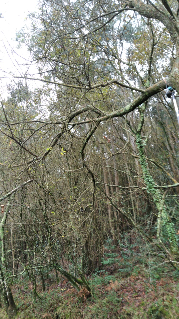 la rama en cuestion era muy larga para el poco apoyo que tiene el arbol ,  sobre 5 metros en horizontal , al cortarla corte ya la que mantenia a los dos  arboles sujetos y en principio apenas cedio  parece que ambos estan ya seguros , cuando deje de hacer invierno  y ventolera , le enganchare un cable para ponerlo un poco mas derecho .