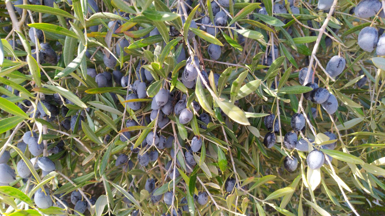 IMG-20201212-WA0027_compress48.jpg