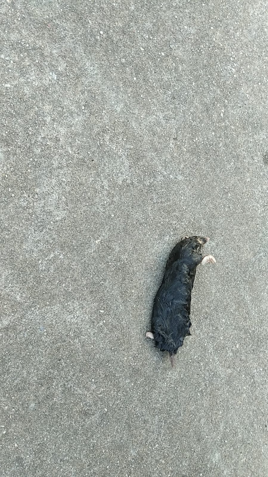 EDITO :Cazado , la trampa salto ayer noche pero lo saque del agujero hoy por la mañana , va el 5º en este agujero , es increible la querencia que tienen por mi terreno estos bichos , y no sera por que tenga ecologico aun ayer eche MCPA , y si echo abono en quimico .