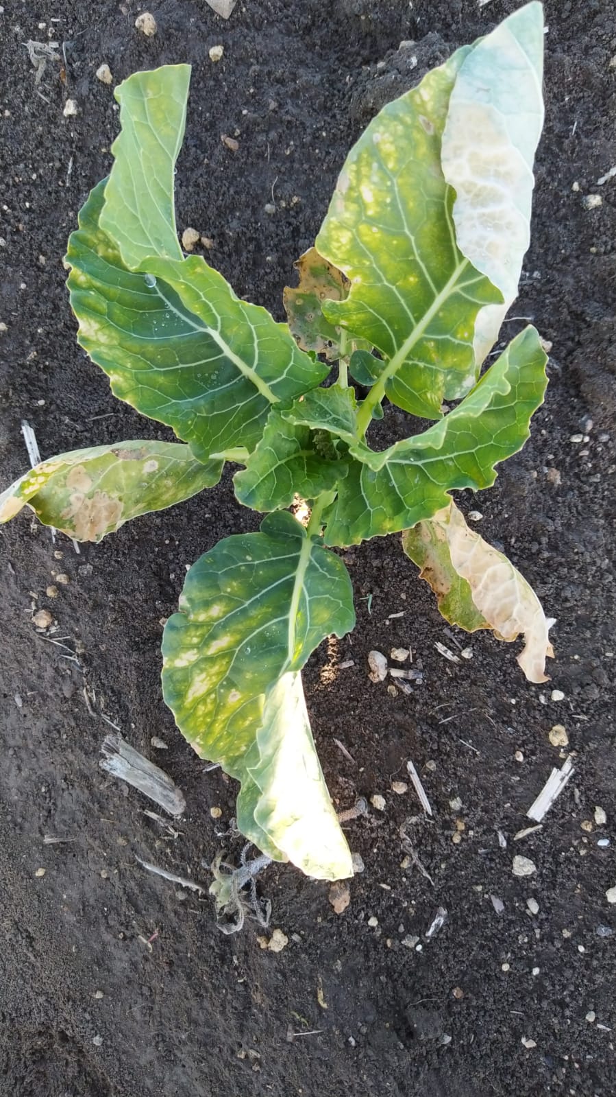 Coliflor 1