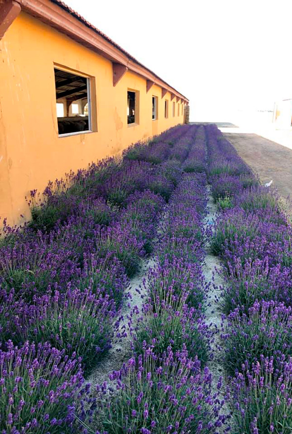 barreras-naturales-Granja-AGM.jpg