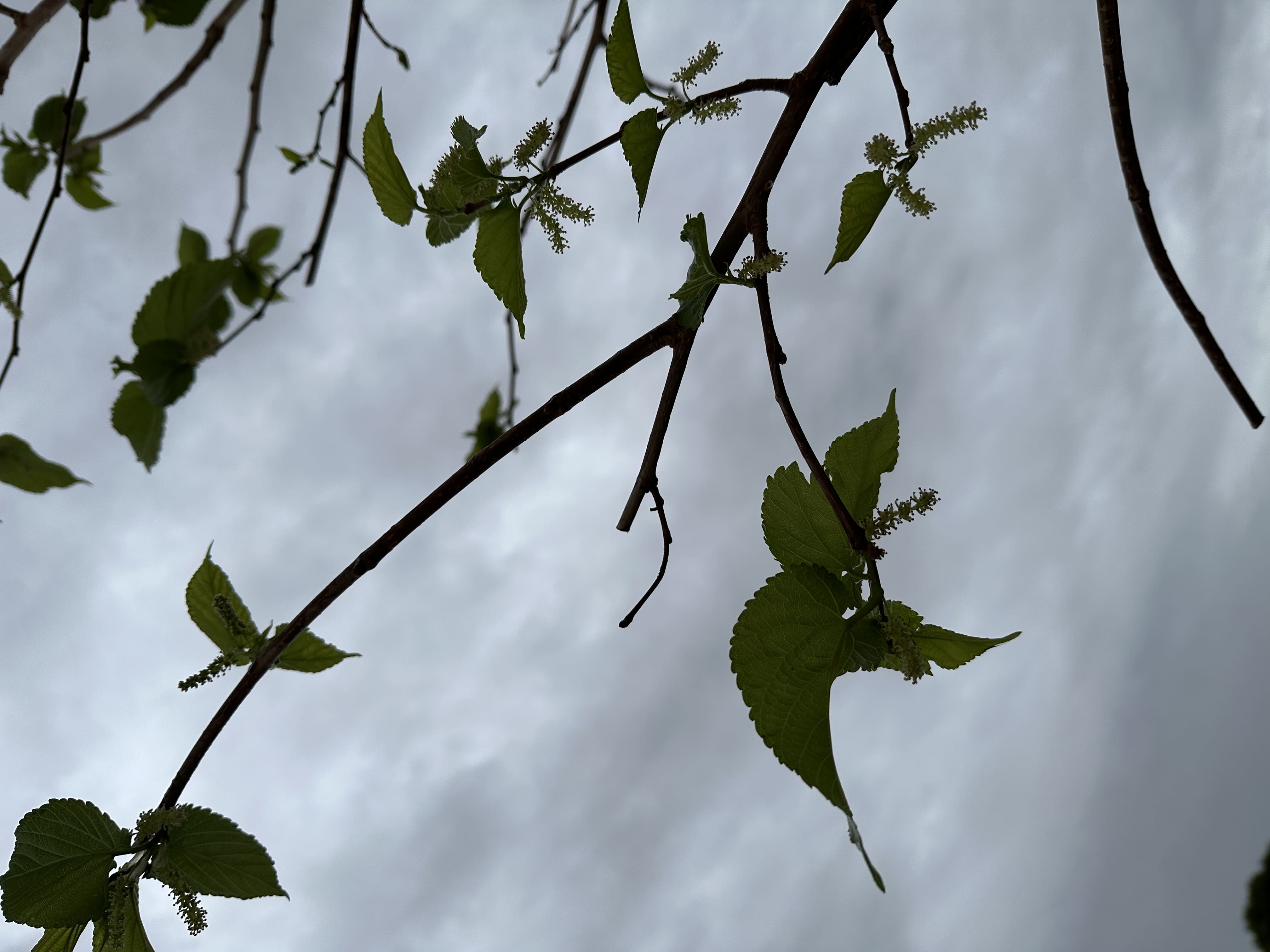 IMG_2757 (1).jpeg