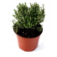 Foto de Pack de 3 Plantas Aromáticas de Tomillo - Thymus Vulgaris