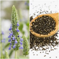 Foto de Semillas de Chia. Salvia Hispanica. 50 Gramos