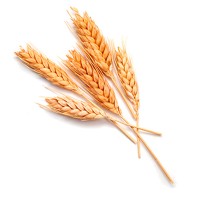 Foto de Trigo Chambo Sacas 1.000 Kg R2