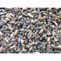 Foto de Semillas Achicoria Cichorium Intybus