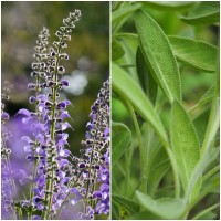 Foto de Semillas de Salvia Real. Salvia Officinalis. 10 Gramos