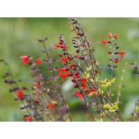 Foto de Semillas de Salvia Roja. Coccinea Scarlet. 10 Gramos