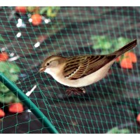 Foto de Malla Antipajaros. Protección de Cultivos contra Pájaros. 4 X 6 Metros