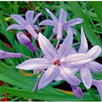 Foto de 1 Planta Aromática Flor del Ajo Thulbalgia Violacea. Altura Planta 30 - 40 Cm