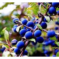Foto de 1 Planta de Prunus Spinosa - Endrino. Altura 20 - 30 Cm