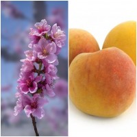 Foto de Frutal Melocotonero Variedad Baby Gold. Planta de 80 -100 Cm
