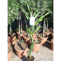 Foto de Fruta del Dragón, Hylocereus, Monacanthus, Planta Aprox.120-140Cm, Pitaya, Pitahaya, Cactus