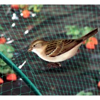Foto de Malla Antipajaros. Protección de Cultivos contra Pájaros. 2 X 5 Metros