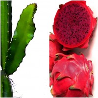 Foto de Planta de Pitahaya, de Fruto Rojo. 120 Cm