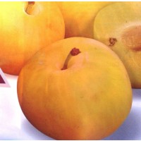 Foto de 1 Planta de Frutal Ciruelo Amarillo Golden Japan. Altura Árbol 120 Cm