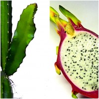Foto de Planta Esqueje de Pitahaya. 30 Cm