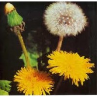 Foto de Semillas. Diente de Leon-Taraxacum Officinale. 25 Gramos.