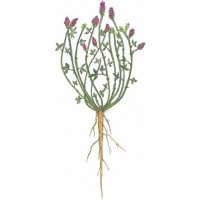 Foto de Semillas Alfalfa GEA R-1-1 Kg