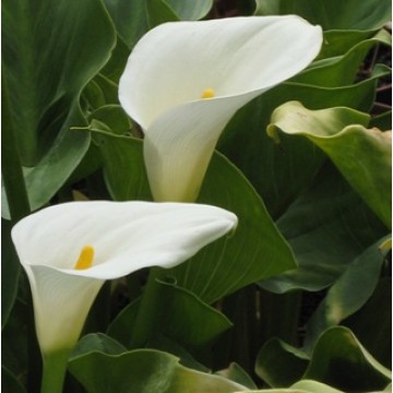 blancas calas clases empleadas agroterra alcatraz cultivo