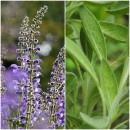 Flora de Malpica de Tajo, Salvia blanca (Salvia argentea)