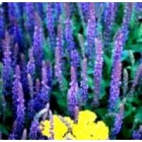 Salvia. Agradable Aroma. 300 Semillas