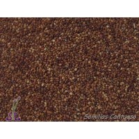 Semillas Mejorana Origanum Majorana