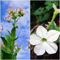 Semillas de Tabaco de Virginia. Nicotiana San