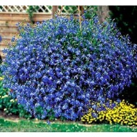 Lobelia Crystal Palace Azul. 0,5 Gr. 10.000 S