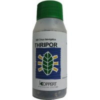 Thripor-L 500 Orius Laevigatus