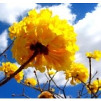 Arbol Amarillo Tabebuia Chrysotricha.20 Semil