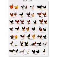 Poster Gallinas de Razas Enanas II