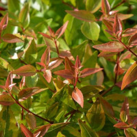 Abelia Común - Maceta de 10Litros