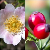 Semillas de Rosa Canina. Rosal Silvestre. Ros